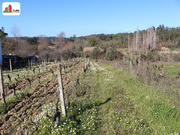 Terreno R�stico - Soure, Soure, Coimbra - Miniatura: 3/4
