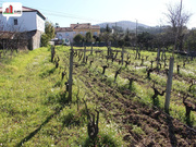 Terreno R�stico - Soure, Soure, Coimbra - Miniatura: 4/4