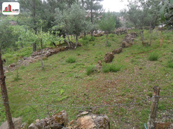 Terreno R�stico - Assafarge, Coimbra, Coimbra