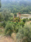 Terreno R�stico - Torres do Mondego, Coimbra, Coimbra - Miniatura: 7/9