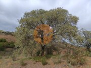 Terreno R�stico - Azinhal, Castro Marim, Faro (Algarve) - Miniatura: 2/9