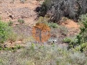 Terreno R�stico - Azinhal, Castro Marim, Faro (Algarve) - Miniatura: 6/9