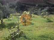 Terreno Urbano - Odeleite, Castro Marim, Faro (Algarve) - Miniatura: 8/9