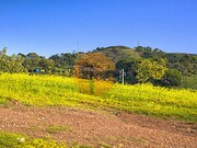 Terreno R�stico - Tavira, Tavira, Faro (Algarve) - Miniatura: 3/8