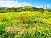 Terreno R�stico - Tavira, Tavira, Faro (Algarve) - Miniatura: 4/8