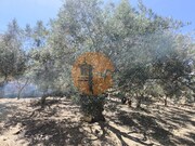 Moradia T3 - Azinhal, Castro Marim, Faro (Algarve) - Miniatura: 4/9