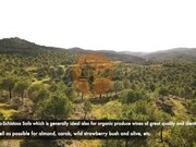 Terreno Urbano - Vaqueiros, Alcoutim, Faro (Algarve) - Miniatura: 8/9