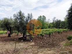 Terreno R�stico - Casal Comba, Mealhada, Aveiro