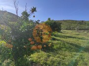 Terreno R�stico - Castro Marim, Castro Marim, Faro (Algarve) - Miniatura: 3/9