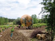 Terreno R�stico - Casal Comba, Mealhada, Aveiro - Miniatura: 1/9