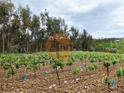 Terreno R�stico - Casal Comba, Mealhada, Aveiro - Miniatura: 2/9