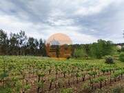 Terreno R�stico - Casal Comba, Mealhada, Aveiro - Miniatura: 3/9
