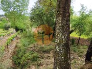 Terreno R�stico - Casal Comba, Mealhada, Aveiro - Miniatura: 5/9