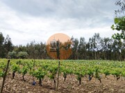 Terreno R�stico - Casal Comba, Mealhada, Aveiro - Miniatura: 6/9