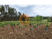 Terreno R�stico - Casal Comba, Mealhada, Aveiro - Miniatura: 7/9