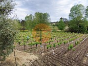 Terreno R�stico - Casal Comba, Mealhada, Aveiro - Miniatura: 8/9