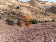 Terreno R�stico - Concei��o de Tavira, Tavira, Faro (Algarve) - Miniatura: 3/9