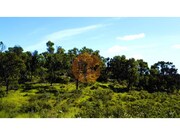 Terreno R�stico - Odeleite, Castro Marim, Faro (Algarve) - Miniatura: 7/9