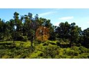 Terreno R�stico - Odeleite, Castro Marim, Faro (Algarve) - Miniatura: 8/9