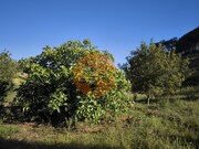 Terreno R�stico - Azinhal, Castro Marim, Faro (Algarve) - Miniatura: 2/9