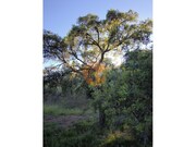 Terreno R�stico - Azinhal, Castro Marim, Faro (Algarve) - Miniatura: 8/9