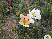 Terreno R�stico - Azinhal, Castro Marim, Faro (Algarve) - Miniatura: 5/9