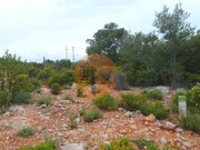 Terreno R�stico - Quelfes, Olh�o, Faro (Algarve) - Miniatura: 1/9