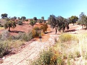 Terreno R�stico - Santa Catarina da Fonte do Bispo, Tavira, Faro (Algarve) - Miniatura: 1/9