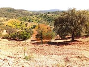 Terreno R�stico - Santa Catarina da Fonte do Bispo, Tavira, Faro (Algarve) - Miniatura: 7/9