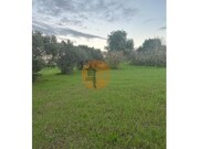 Terreno R�stico - S�o Br�s de Alportel, S�o Br�s de Alportel, Faro (Algarve) - Miniatura: 3/9