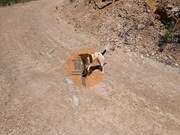 Terreno R�stico - Azinhal, Castro Marim, Faro (Algarve) - Miniatura: 5/9