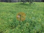 Ruina - Santa Catarina da Fonte do Bispo, Tavira, Faro (Algarve) - Miniatura: 2/9