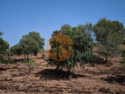 Terreno R�stico - Castro Marim, Castro Marim, Faro (Algarve) - Miniatura: 2/9