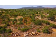 Terreno R�stico - Santa Catarina da Fonte do Bispo, Tavira, Faro (Algarve) - Miniatura: 3/6