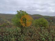 Terreno Rstico - Alcoutim, Alcoutim, Faro (Algarve) - Miniatura: 3/9