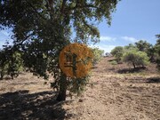 Terreno R�stico - Castro Marim, Castro Marim, Faro (Algarve) - Miniatura: 4/9
