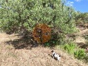 Terreno R�stico - Castro Marim, Castro Marim, Faro (Algarve) - Miniatura: 3/9