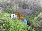 Terreno R�stico - Azinhal, Castro Marim, Faro (Algarve) - Miniatura: 2/9