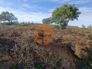 Terreno R�stico - Azinhal, Castro Marim, Faro (Algarve) - Miniatura: 3/9