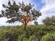 Terreno R�stico - Odeleite, Castro Marim, Faro (Algarve) - Miniatura: 9/9