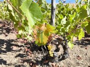 Terreno R�stico - Azinhal, Castro Marim, Faro (Algarve) - Miniatura: 2/9