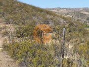 Terreno R�stico - Azinhal, Castro Marim, Faro (Algarve) - Miniatura: 5/9