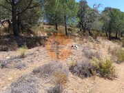 Terreno R�stico - Odeleite, Castro Marim, Faro (Algarve) - Miniatura: 8/9