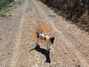Terreno R�stico - Azinhal, Castro Marim, Faro (Algarve) - Miniatura: 4/9