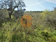 Terreno R�stico - Santa Catarina da Fonte do Bispo, Tavira, Faro (Algarve) - Miniatura: 2/9