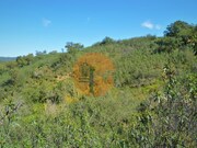 Terreno R�stico - Santa Catarina da Fonte do Bispo, Tavira, Faro (Algarve) - Miniatura: 4/9