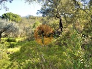 Terreno R�stico - Santa Catarina da Fonte do Bispo, Tavira, Faro (Algarve) - Miniatura: 7/9