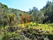 Terreno R�stico - Santa Catarina da Fonte do Bispo, Tavira, Faro (Algarve) - Miniatura: 8/9