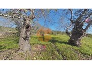 Terreno R�stico - Concei��o, Faro, Faro (Algarve) - Miniatura: 7/9