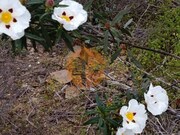 Terreno R�stico - Azinhal, Castro Marim, Faro (Algarve) - Miniatura: 3/9